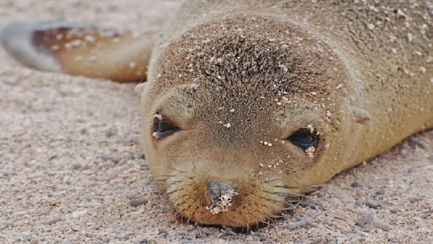 82 leones marinos han aparecido envenenados en las costas de California