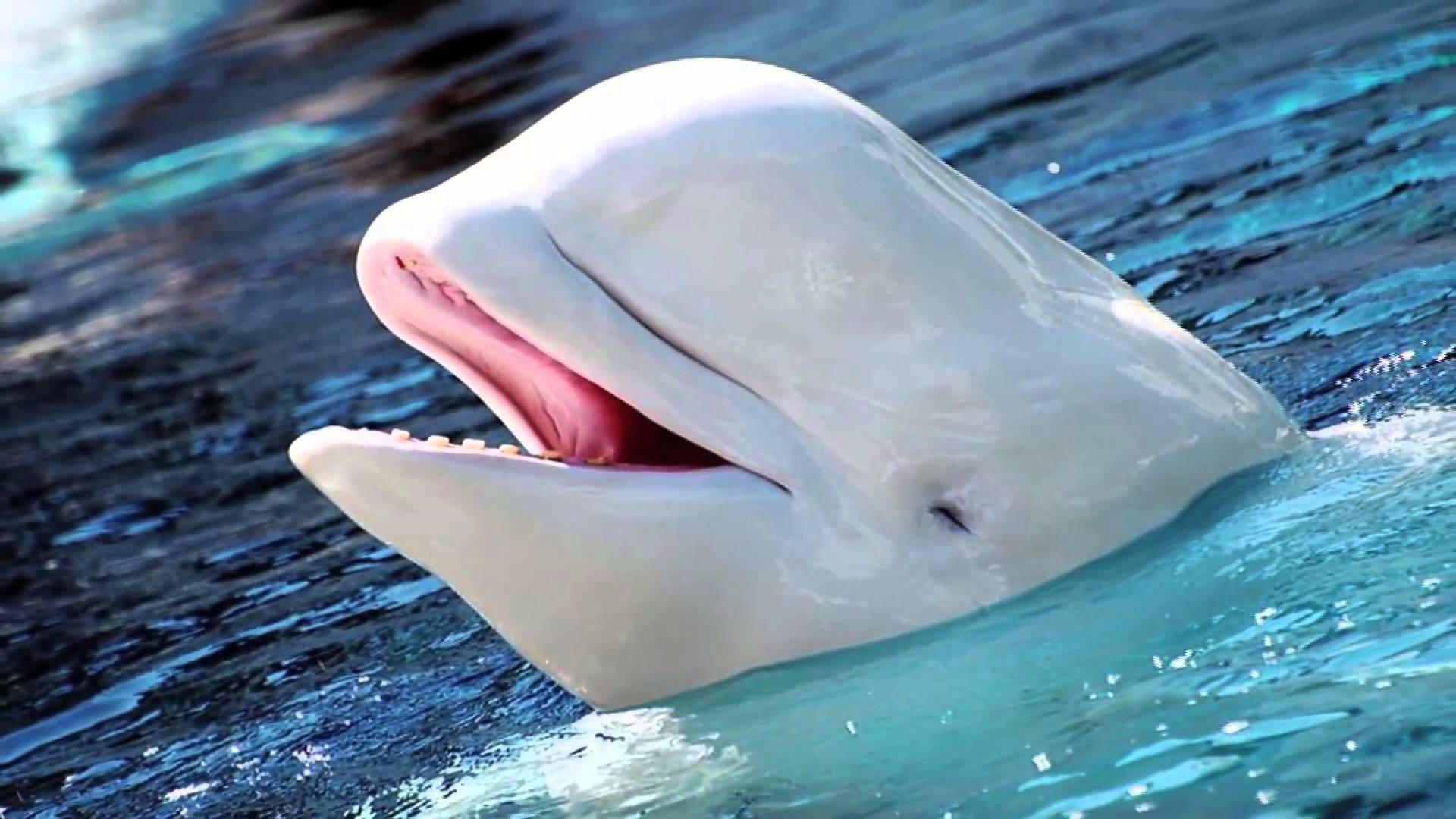 Ballena beluga en peligro