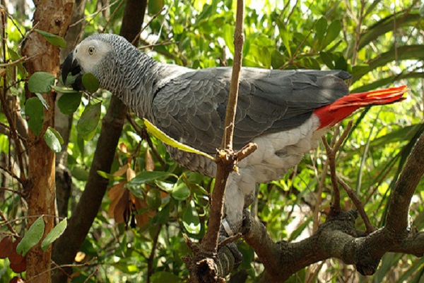 Loro gris africano