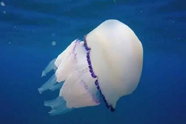Después de 3 años, confirman presencia de peligrosa medusa en costas de San  Andrés