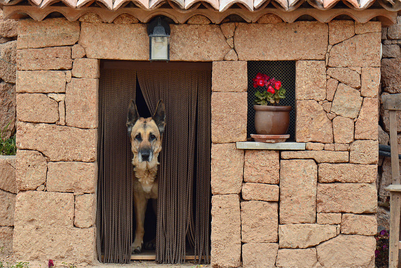 mascota