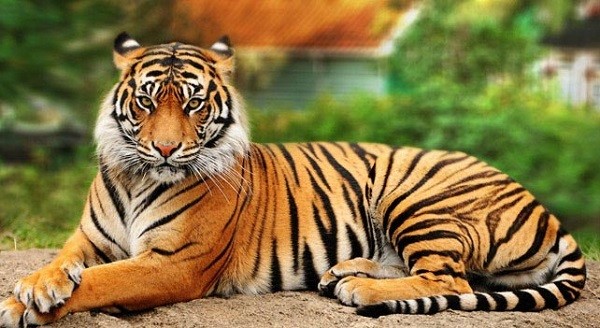 tigre de bengala panthera tigris tigris