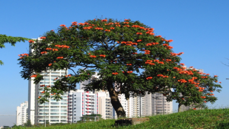 Instituto Humboldt alerta sobre nuevo árbol invasor: Tulipán Africano