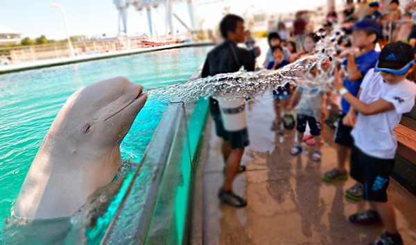 z tripprotegedelfinesyballens z