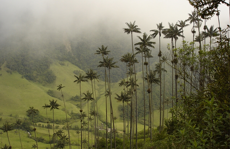 Resultado de imagen para gif: valle del cocora