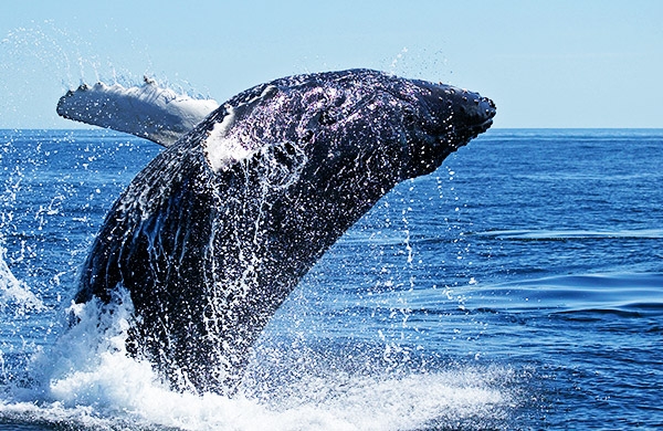 Caza Indiscriminada De Ballenas Podría Potenciar El Cambio Climático